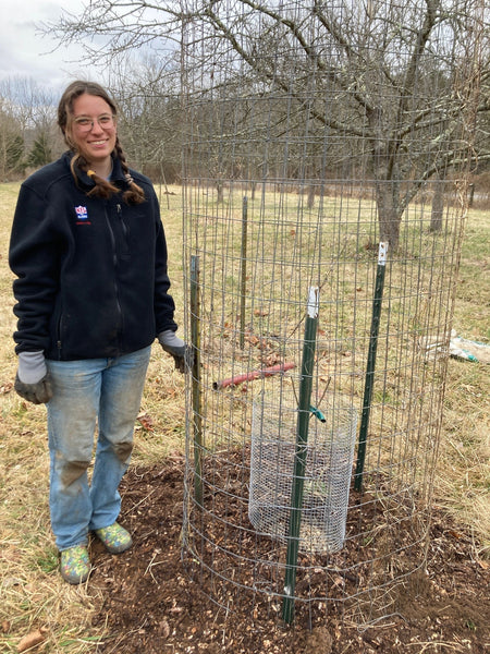 PLANTING AN APPLE TREE