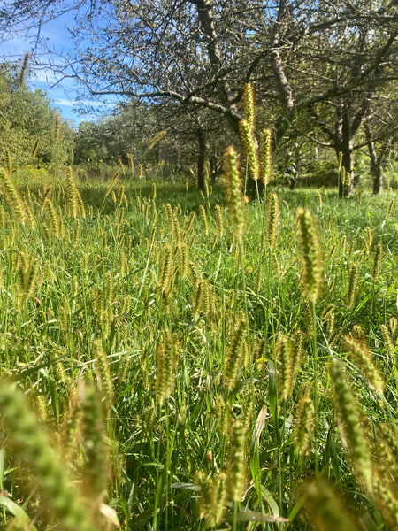 BIOLOGICAL ORCHARDING